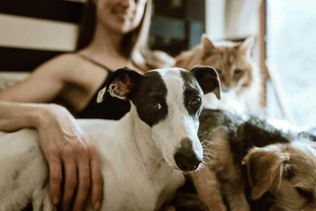 adopted dog and cat