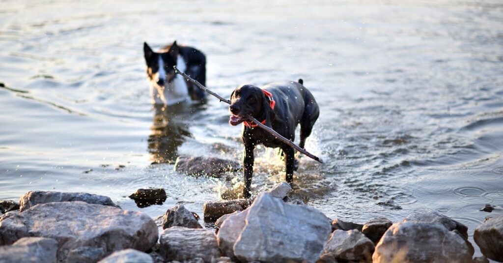 Two dogs enjoy a summer day fetching sticks in a lake surrounded by rocks.